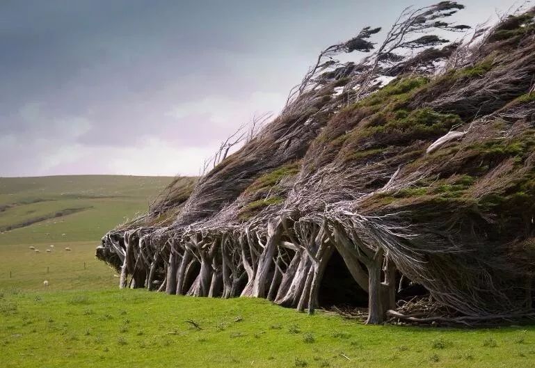 神秘又奇幻的斜樹林，為對抗南極強風，樹幹樹枝都向同一方向彎曲